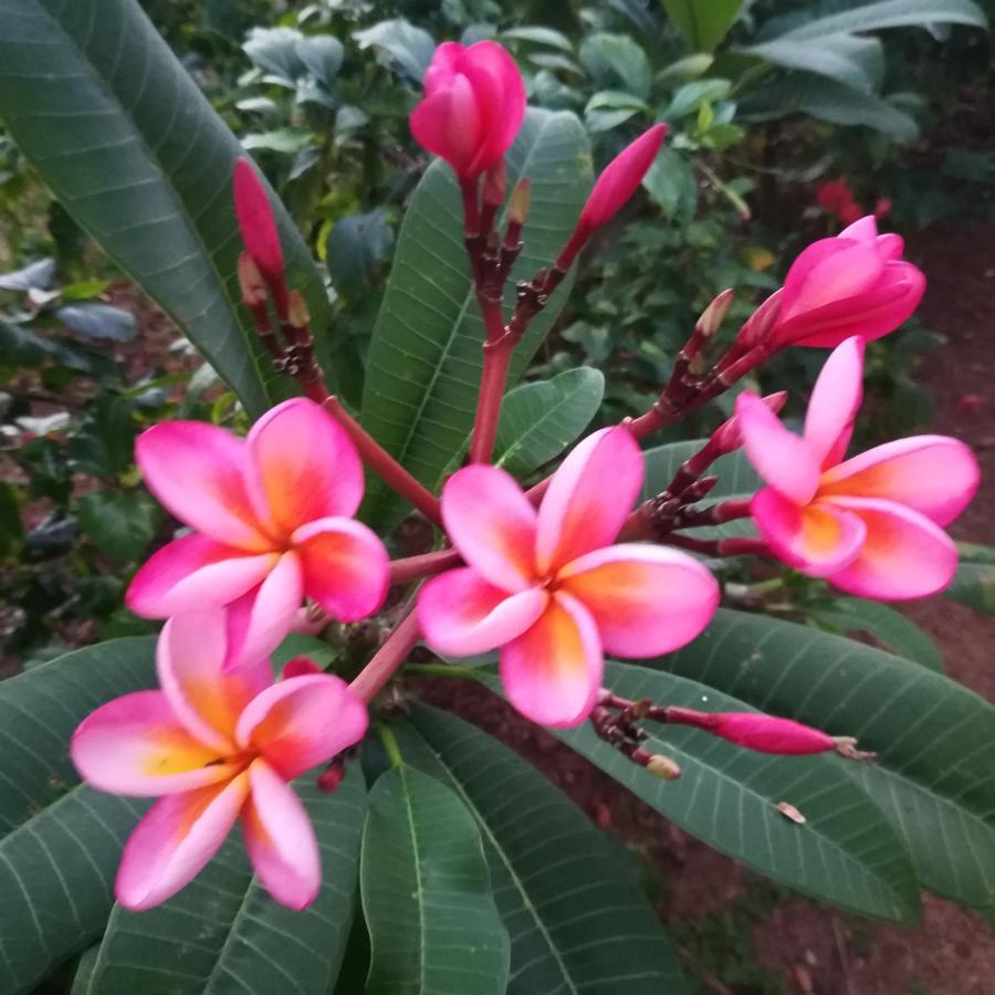Sukriti beach Resort Varkala Exteriör bild